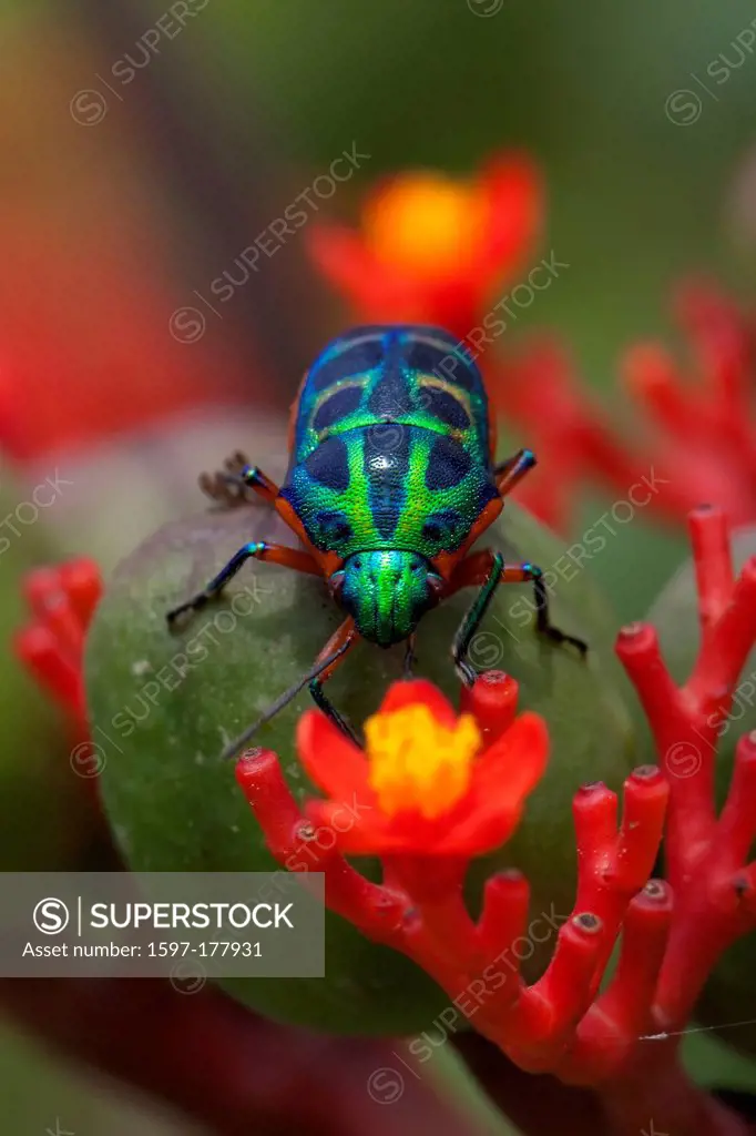 Africa, Uganda, East Africa, black continent, pearl of Africa, Great Rift, nature, stinkbugs, insects, Pentatomoidea colored, gloriously colorful, shi...