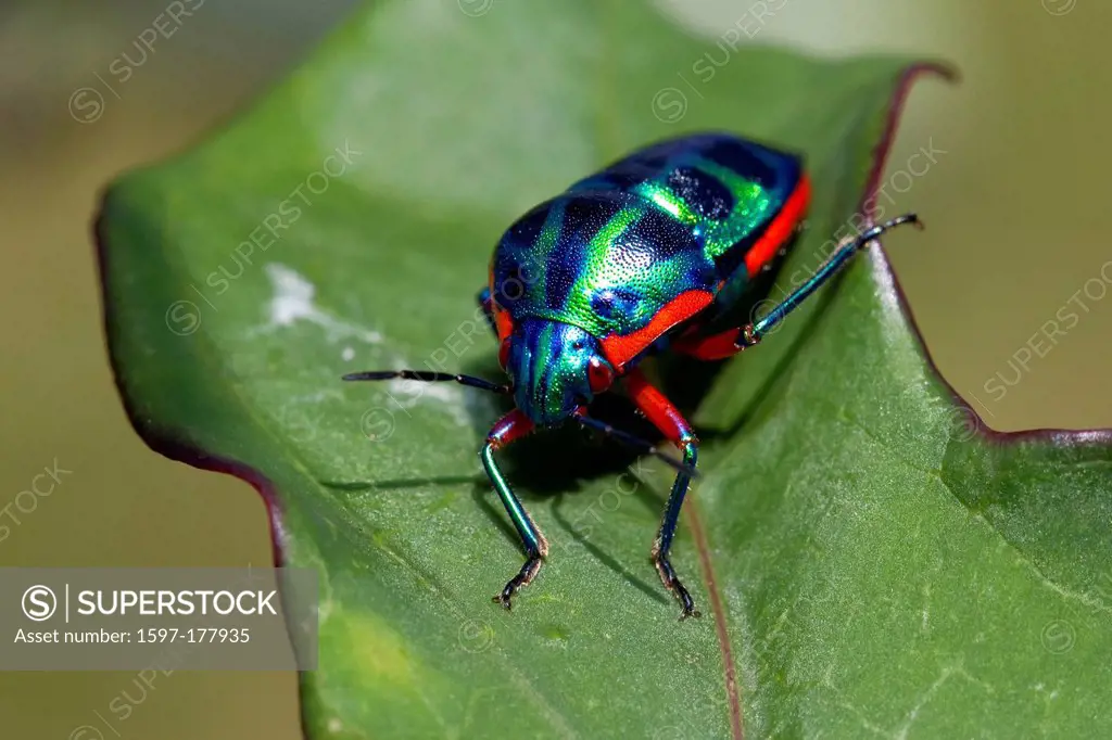 Africa, Uganda, East Africa, black continent, pearl of Africa, Great Rift, nature, stinkbugs, insects, Pentatomoidea colored, gloriously colorful, shi...