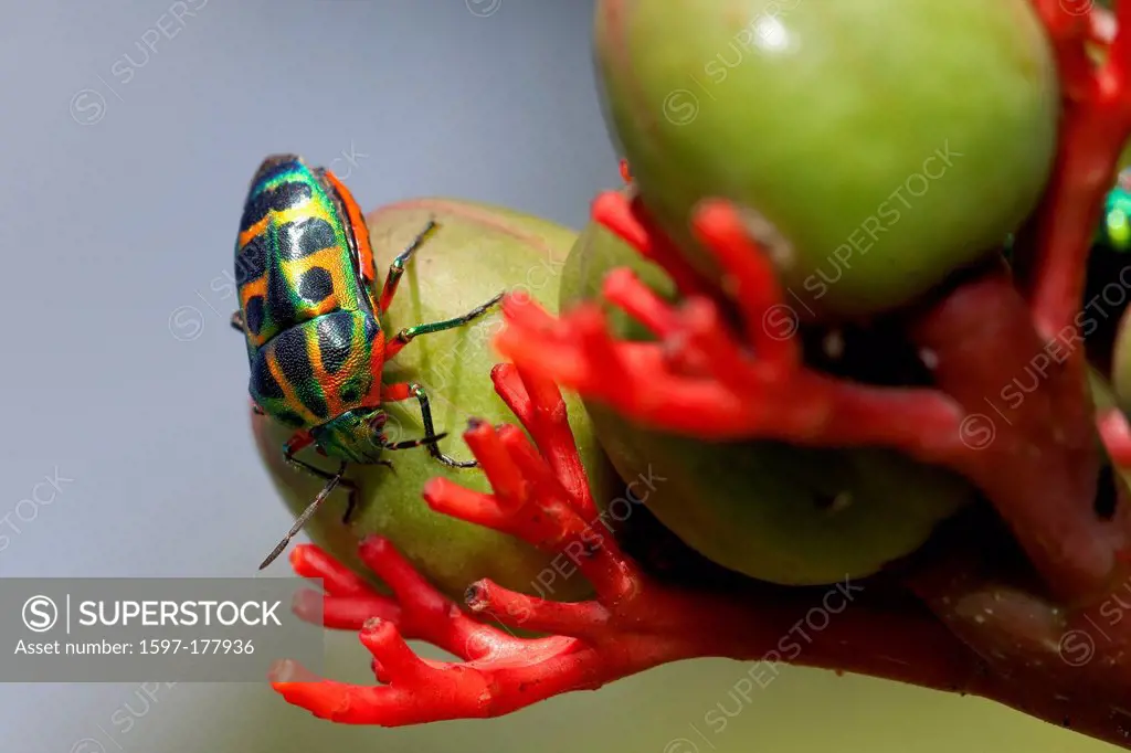 Africa, Uganda, East Africa, black continent, pearl of Africa, Great Rift, nature, stinkbugs, insects, Pentatomoidea colored, gloriously colorful, shi...