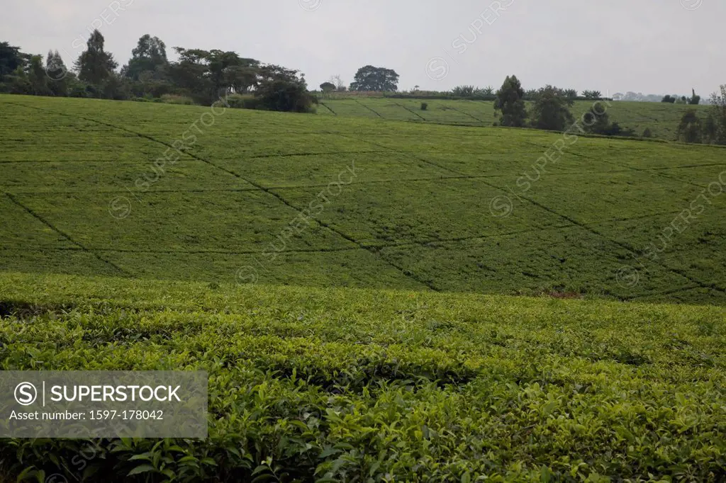 Africa, Uganda, East Africa, black continent, pearl of Africa, Great Rift, farming, landscape, tea, tea plantation, plantation, country, tea country, ...