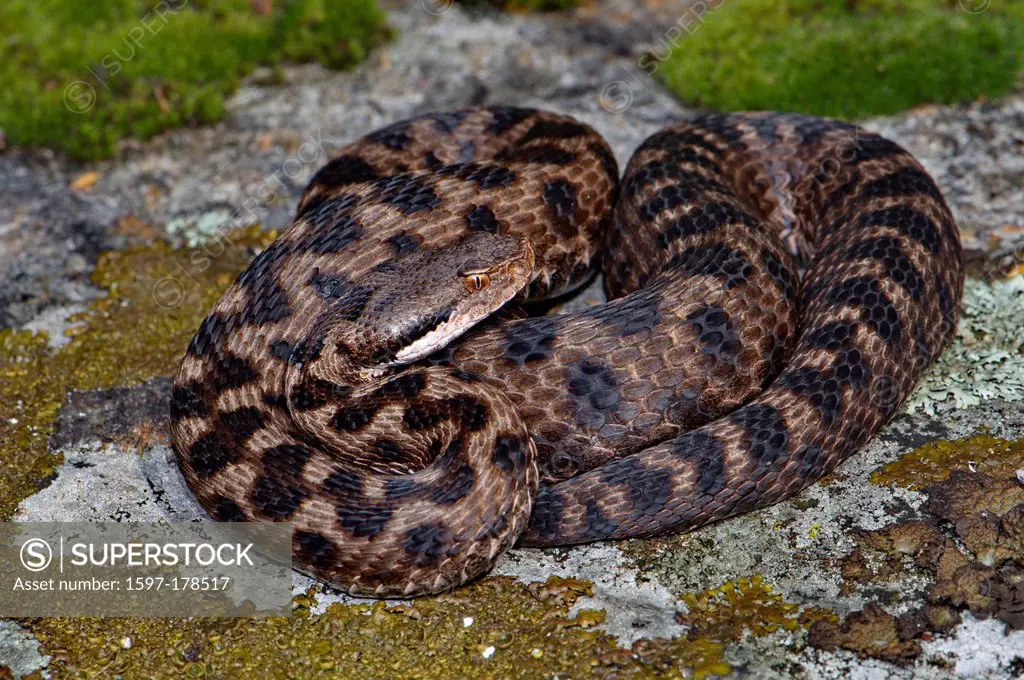 Vipera