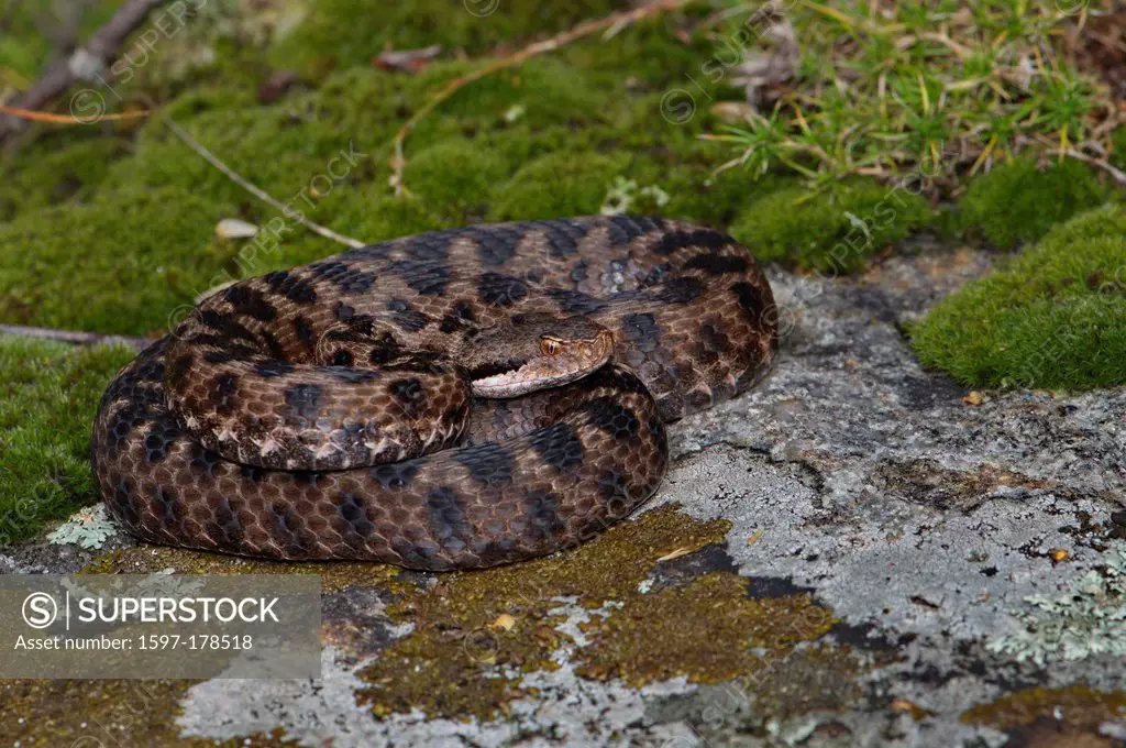 viper, vipers, adder, adders, asp viper, Vipera aspis atra, snake, snakes, reptile, reptiles, portrait, protected, endangered, indigenous, venom, veno...