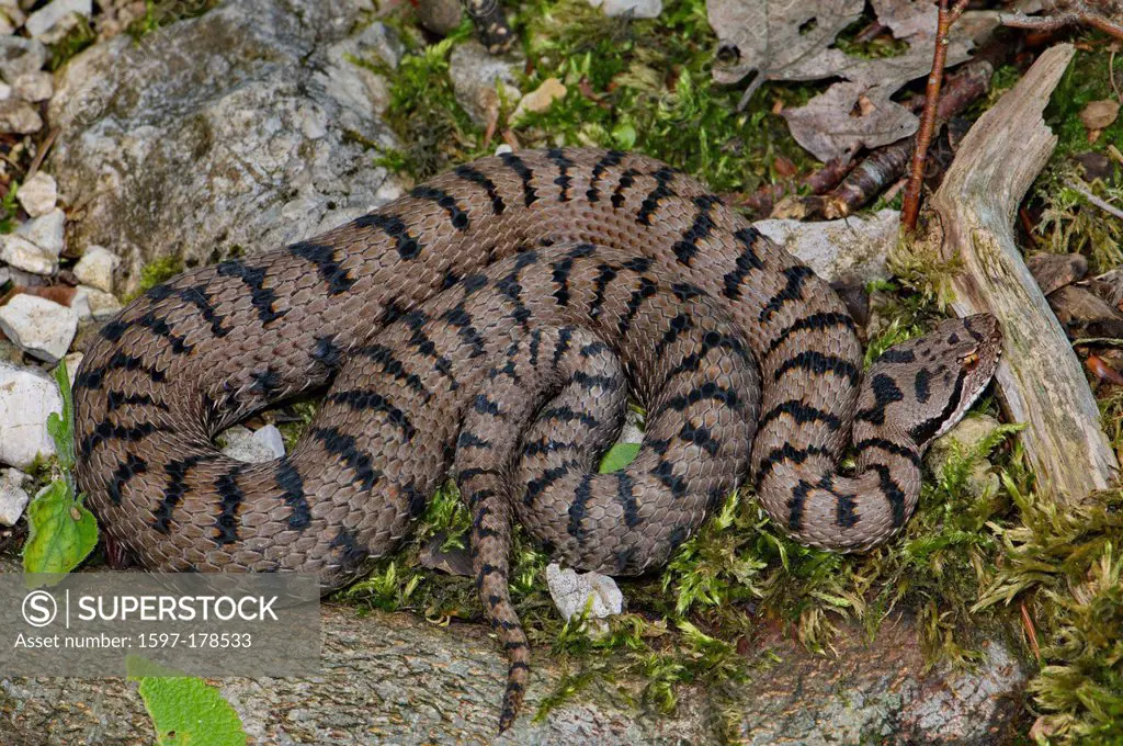 Viper, vipers, adder, adders, asp viper, Vipera a. aspis, snake, snakes, reptile, reptiles, Portrait, protected, endangered, indigenous, venom, venomo...