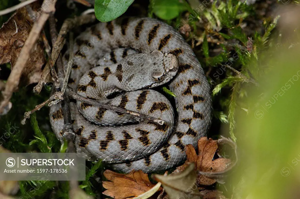 Viper, vipers, adder, adders, asp viper, Vipera a. aspis, snake, snakes, reptile, reptiles, Portrait, protected, endangered, indigenous, venom, venomo...