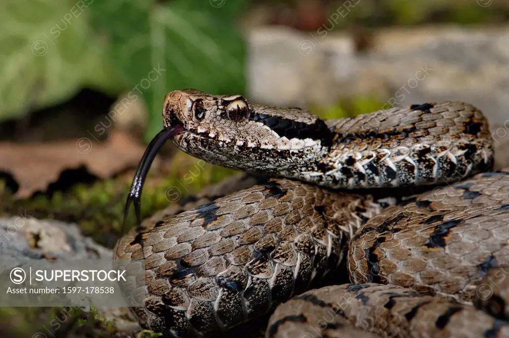 Viper, vipers, adder, adders, asp viper, Vipera a. aspis, snake, snakes, reptile, reptiles, Portrait, protected, endangered, indigenous, venom, venomo...