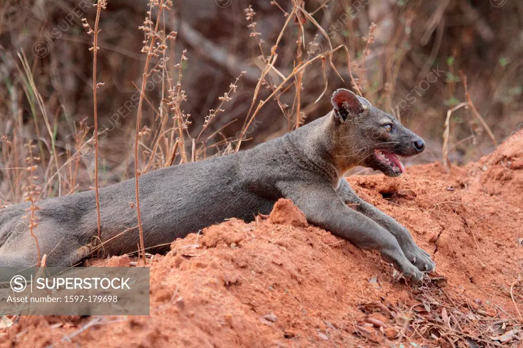 animal, mammal, carnivore, fossa, fosa, endemic, side view, vulnerable, Kirindy, dry, Deciduous, Forest, Madagascar, Africa, island, nature, fauna, wi...