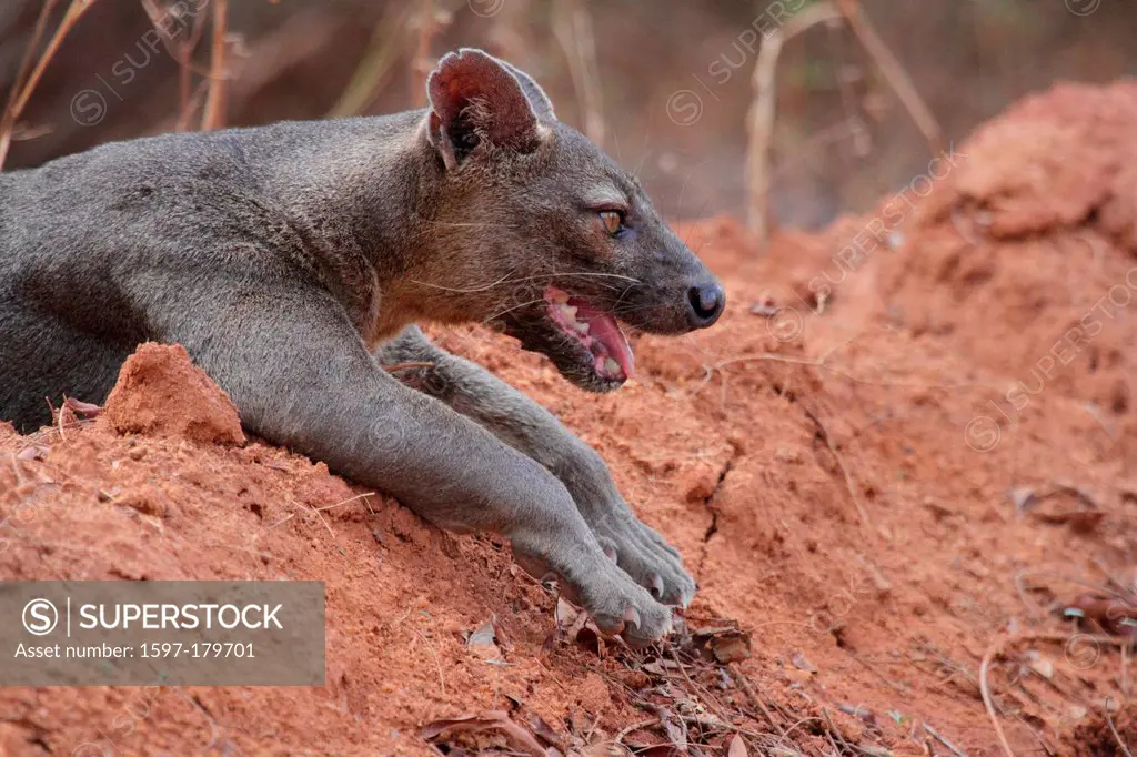 animal, mammal, carnivore, fossa, fosa, endemic, side view, panting, vulnerable, Kirindy, dry, Deciduous, Forest, Madagascar, Africa, island, nature, ...