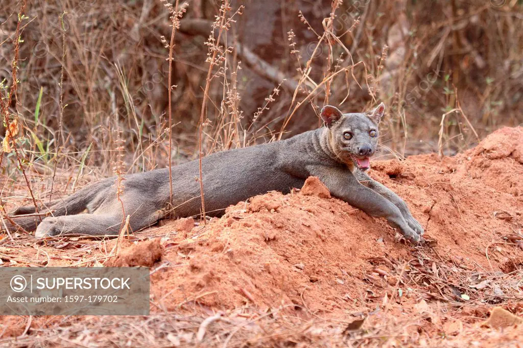 animal, mammal, carnivore, fossa, fosa, endemic, side view, vulnerable, Kirindy, dry, Deciduous, Forest, Madagascar, Africa, island, nature, fauna, wi...