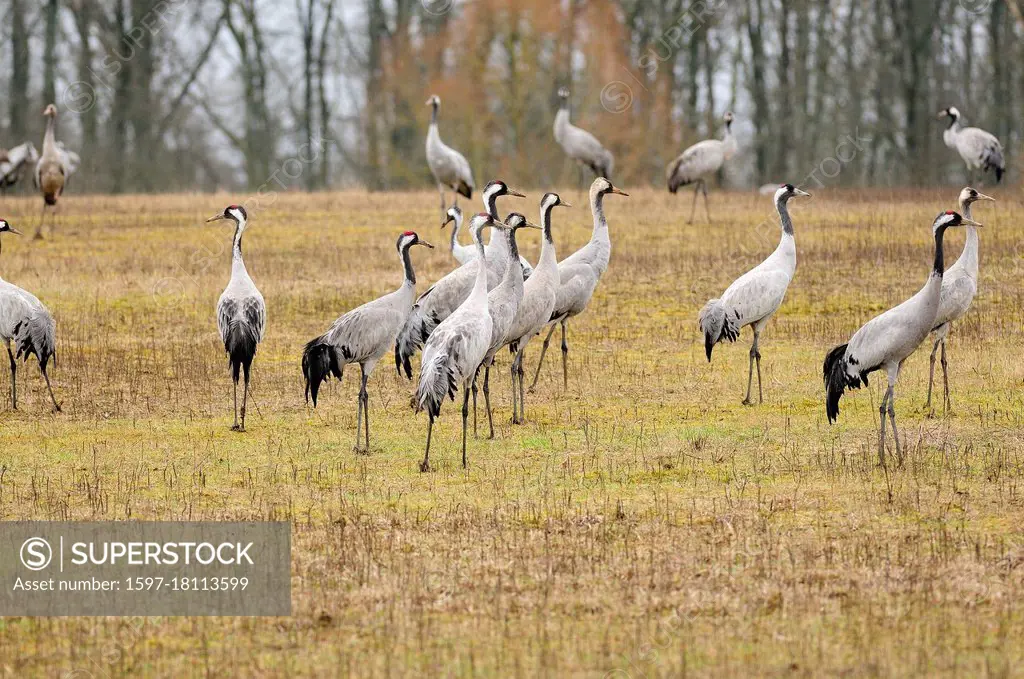 Common Crane, Grus grus, Gruidae, flock, bird, animal, Ferme aux Grues, Lac du Der, Champagne, France