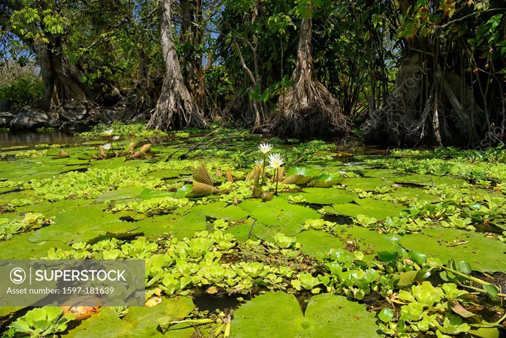 Central America, Nicaragua, Granada, las islas, islands, Lago Nicaragua, nature, lily, water, Lake Nicaragua