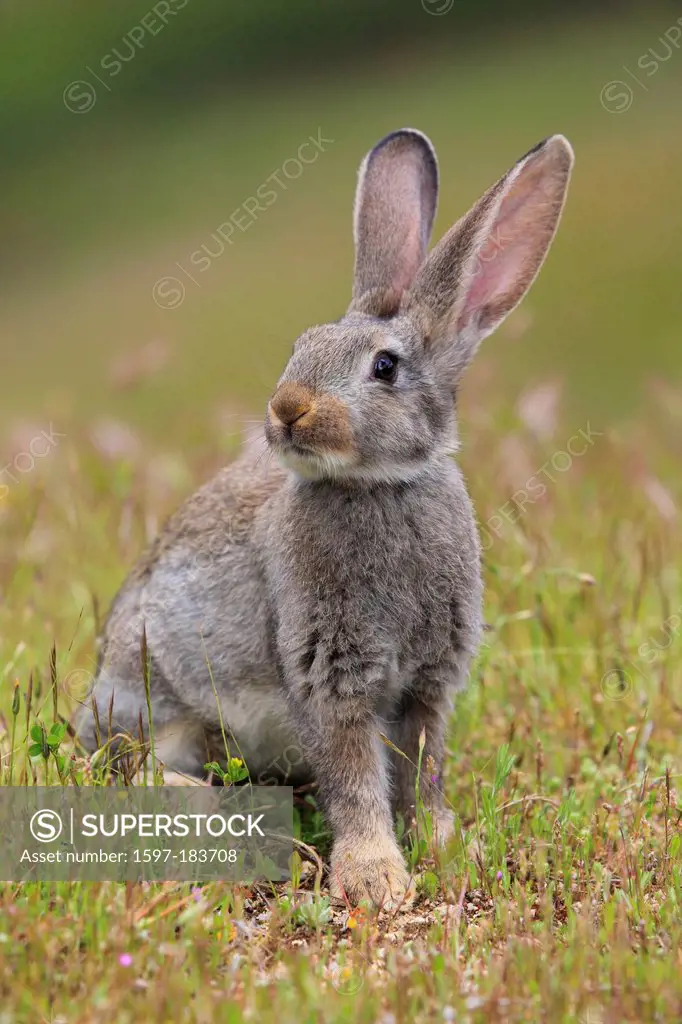 Andalusia, rabbit, bunny, rodent, rodent, ears, Oryctolagus cuniculus, portrait, province Jaén, Santa Elena, Sierra Morena, Spain, Europe, mammal, ani...