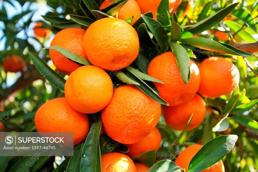 Oranges, Tangerines, Spain, Europe, Valencia, Food, Citrus fruits, Fruit, Leaves, Detail, Branch, Branches, Tree, Tree