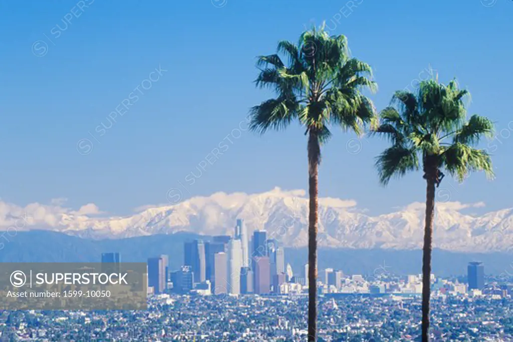 Two Palm Trees, Los Angeles And Snowy Mount Baldy As Seen From The