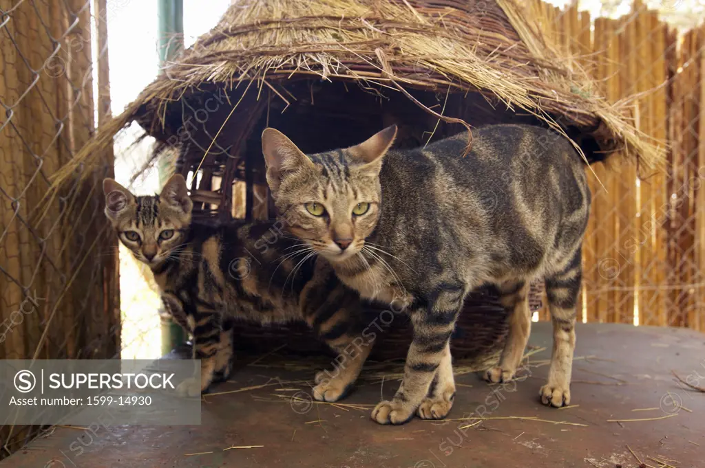 Wild cats in animal facility of Nairobi, Kenya, Africa at the KWS Kenya Wildlife Service