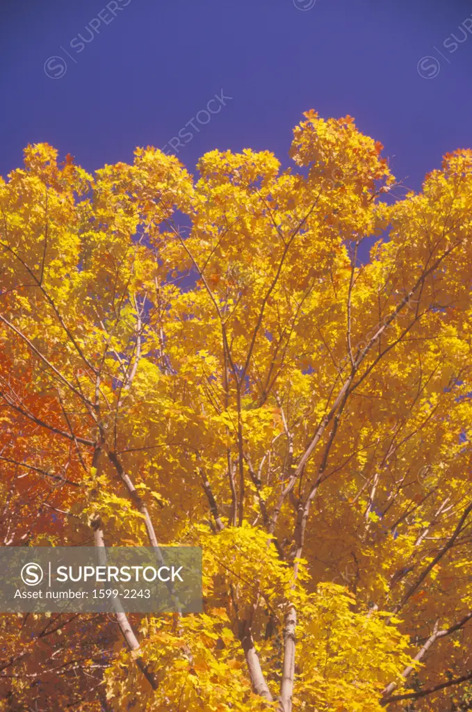 Tree with brilliant autumn leaves, New Jersey