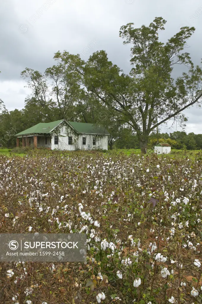 Cotton fields