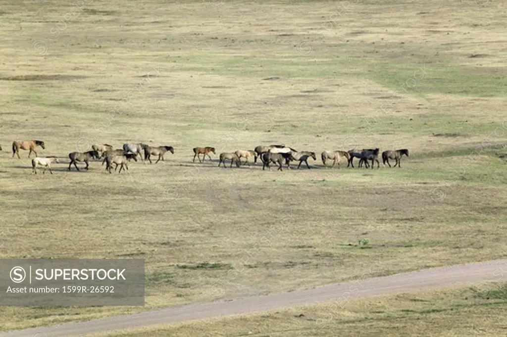 Distant shot of herd of horses at the Black Hills Wild Horse Sanctuary, the home to America's largest wild horse herd, Hot Springs, South Dakota