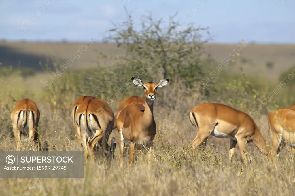 Impala looking into camera at Nairobi National Park, Nairobi, Kenya, Africa