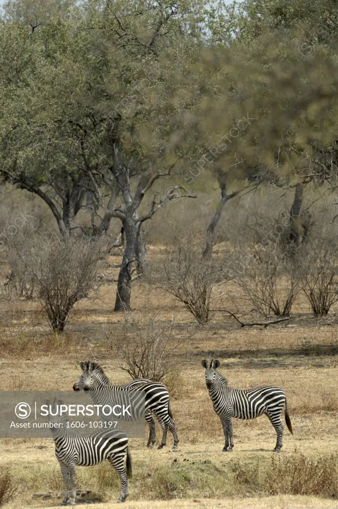Tanzania, Selous Game Reserve, zebras