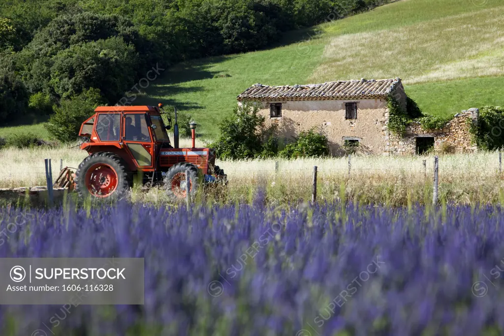 France, Alpes de Haute Provence, near Simiane la Rotonde, tractor and lavender