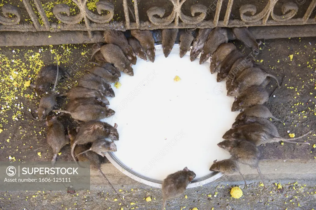 India, Rajasthan, Deshnoke, Karni Mata temple (temple of rats)