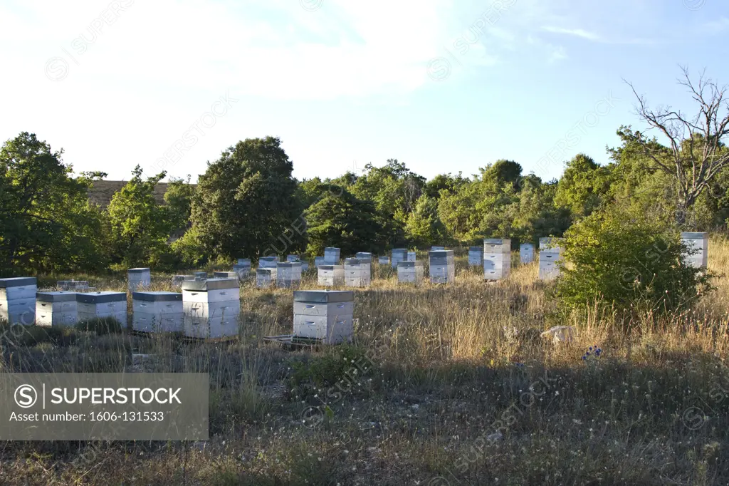 France, Provence, beehives