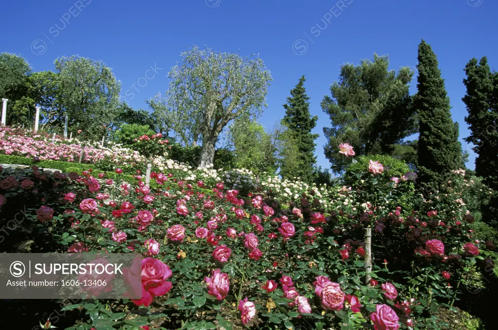 France, Alpes maritimes, Villa Ephrussi de Rothschild, roses
