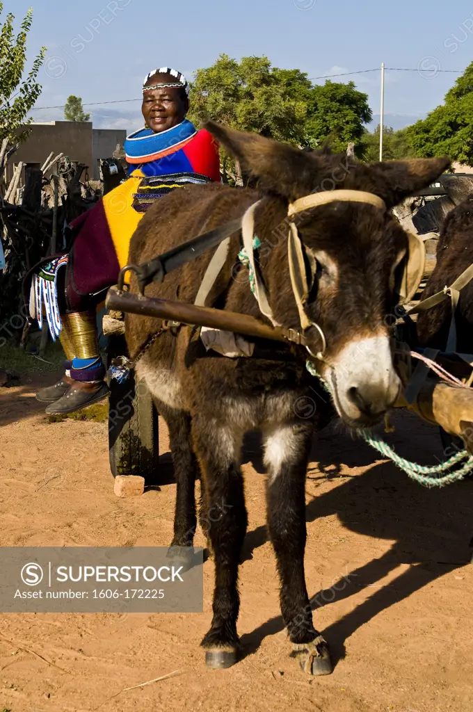 Africa, South Africa, Mpumalanga Province, KwaNdebele, Ndebele tribe, Mabhoko village, the artist Francina Ndimande on a donkey