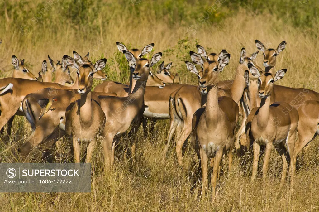 Africa, South Africa, Mpumalanga province (Eastern Transvaal), Sabi Sand Game Reserve, Savanna Private Game Reserve, impalas (Aepyceros melampus)