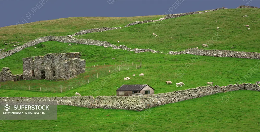 Coastline landscape of the Mousa island, Shetland islands, Scotland, Europe