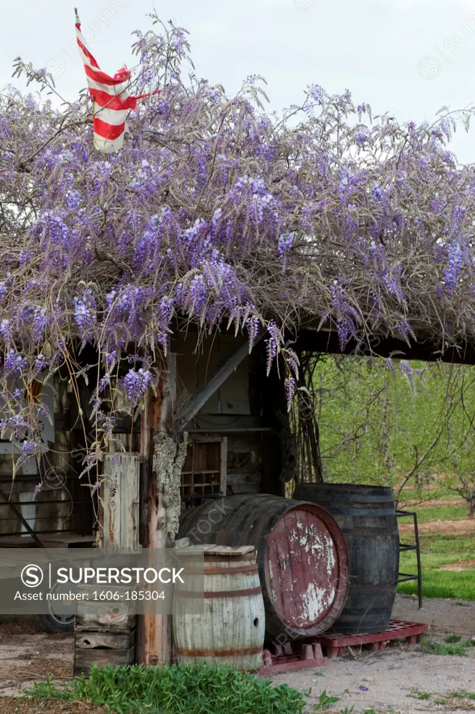 Barrels under a pergola of wisteria