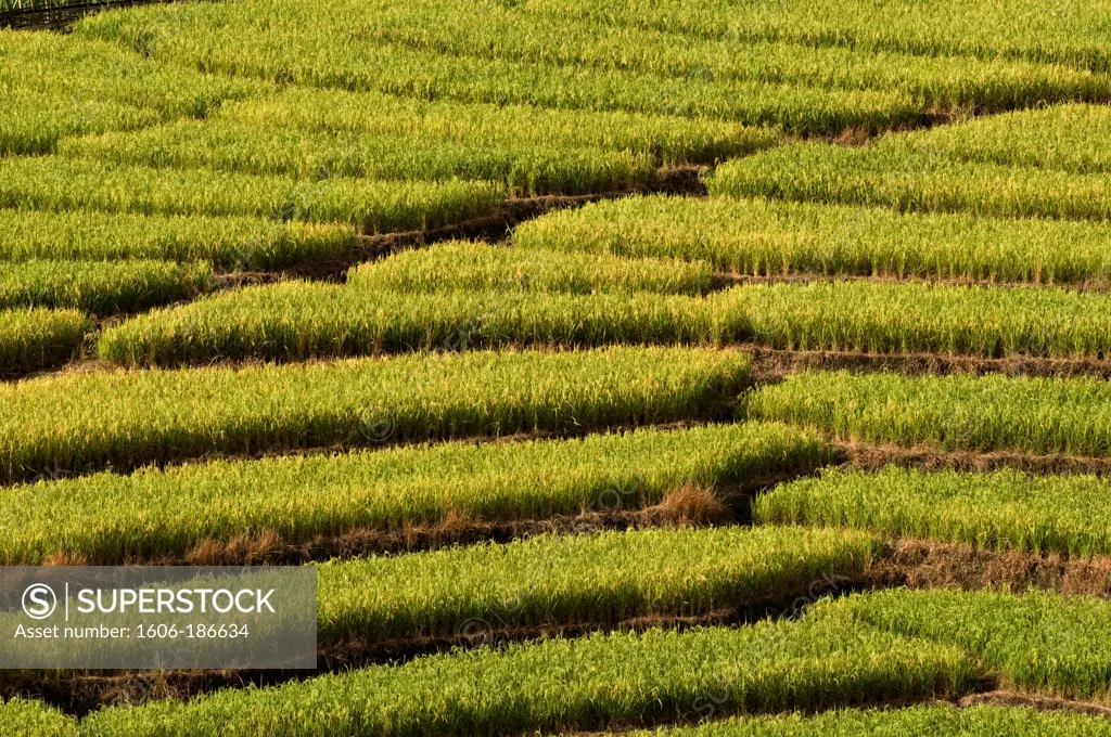 Rice field;Terrace;Landscape near Boleng;Arunachal Pradesh;India