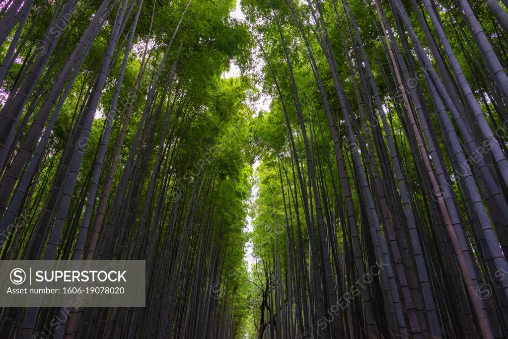 Bamboo forest, Arashiyama, Kyoto, Kansai, Honshu, Japan.