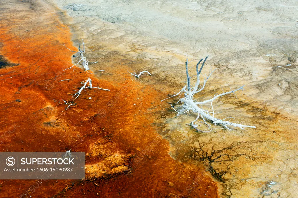 USA. Wyoming. Yellowstone Park. Biscuit Basin. Dead tree.