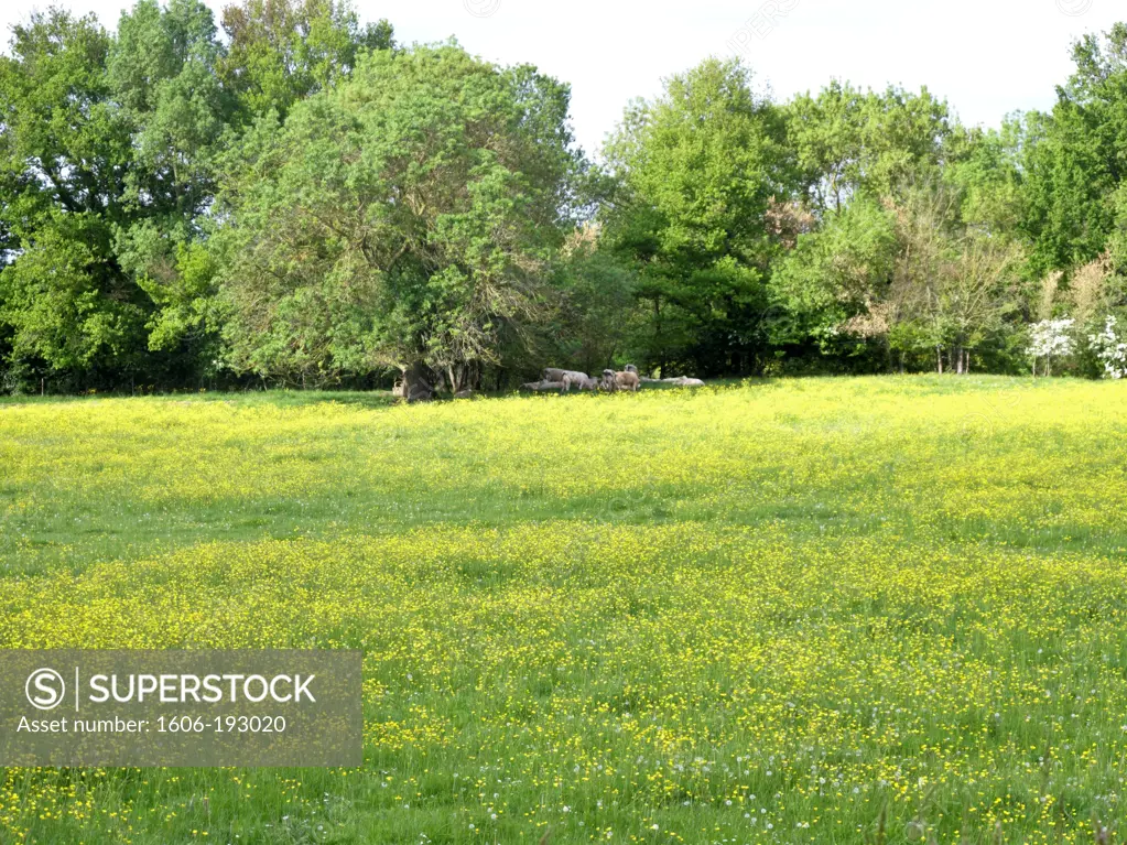 France, Loire Department, Buttercup Meadow