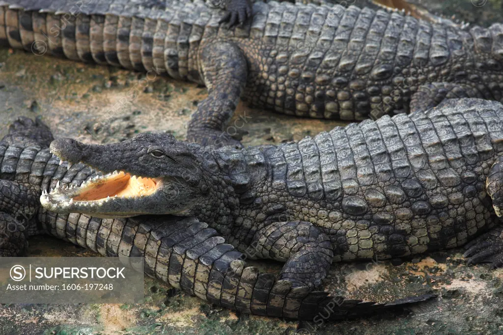 France, Poitou-Charentes, Vienne (86), Civaux, 'Crocodiles Planet' Park, Nile Crocodiles