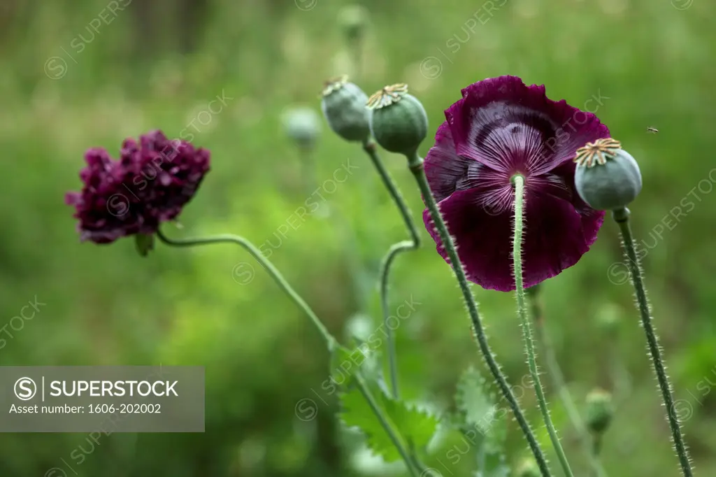 Papaver Somniferum Paeoniflorum Black Peony, Poppy Capsules And Flowers