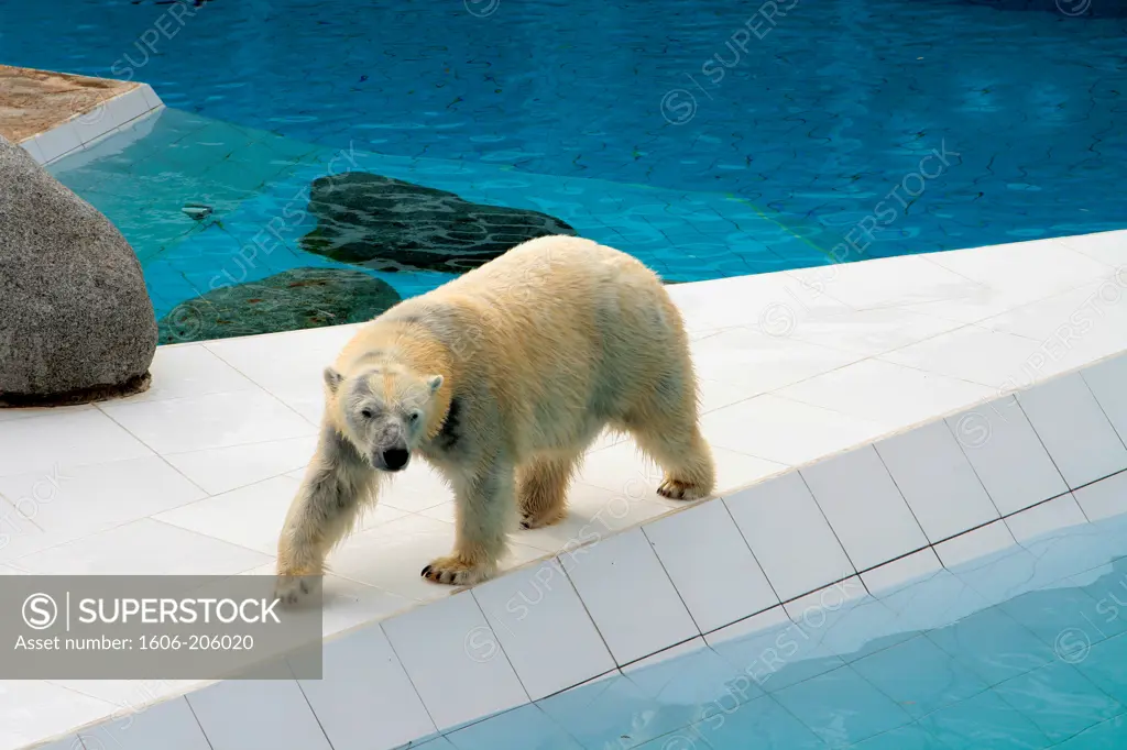 France, Charente-Maritime, La Palmyre Zoo, Polar bear