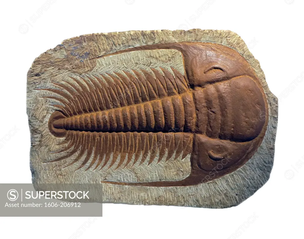 Closeup on a fossil trilobite.