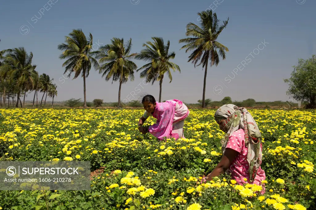 India, Karnataka State, flowers farm,neat Tumkur City