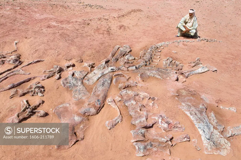 West Africa, Niger, Agadez Province, Sahara desert, Tiguidit cliffs, Tahouachi archeological site, the person in charge of the site Bajar Guli next to a dinosaur skull named ""Jobaria""  135 millions years old discovered by the paleontologist Paul Sereno fr