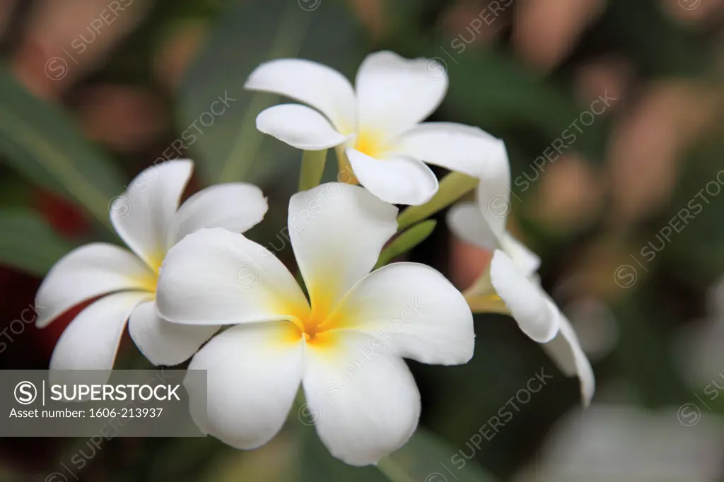 Asia,Malaysia, Kuala Lumpur, frangipani, flowers,