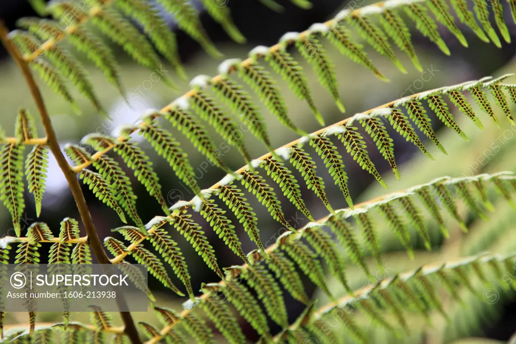 Asia,Malaysia, Kuala Lumpur, Lake Gardens, fern,