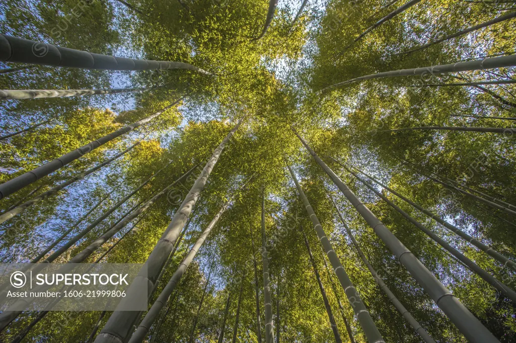 Japan, Tokyo City, Imperial East Gardens, Bambu wood