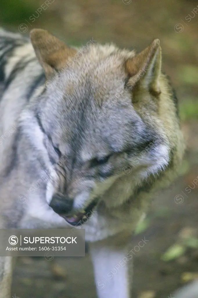 France, Midi-Pyrénées, Ariège, Orlu, La Maison des Loups, young european wolf ("Canis Lupus")