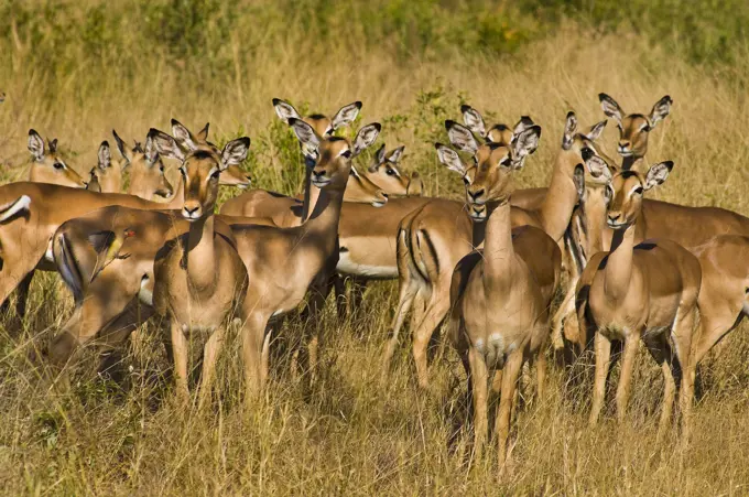 Africa, South Africa, Mpumalanga province (Eastern Transvaal), Sabi Sand Game Reserve, Savanna Private Game Reserve, impalas (Aepyceros melampus)