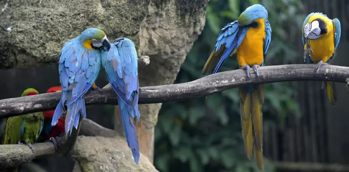 Asia, Southeast Asia, Singapore, parrots yellow blue (ara ararauna) in the zoo