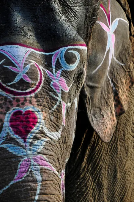 Nepal, Chitwan National Park, details of an elephant head decorated with paintings