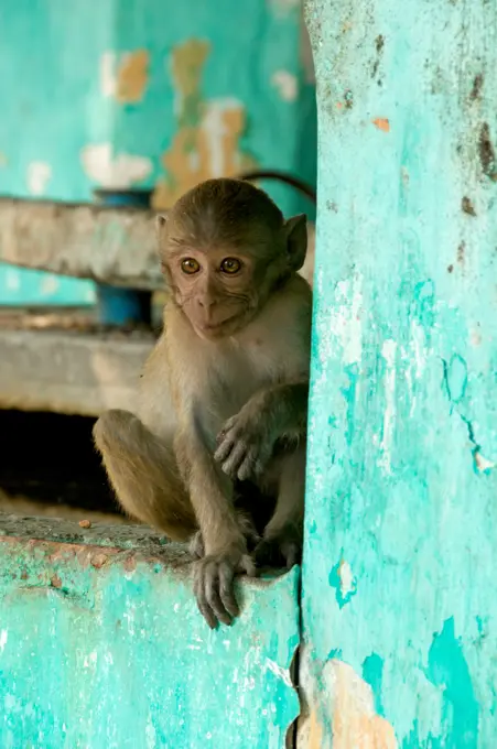 Myanmar Burma MOULMEIN a young rhesus macaque at the yadana temple at MUDON