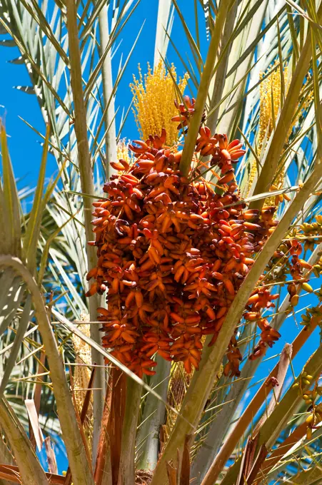 North Africa, Tunisia, Tozeur province, Mountain oasis, Mides, dates